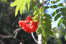 Berry-ness - but not for eating!