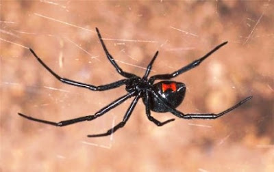 Latrodectus mactans y Latrodectus curacaviensis viuda negra argentina arañas venenosas