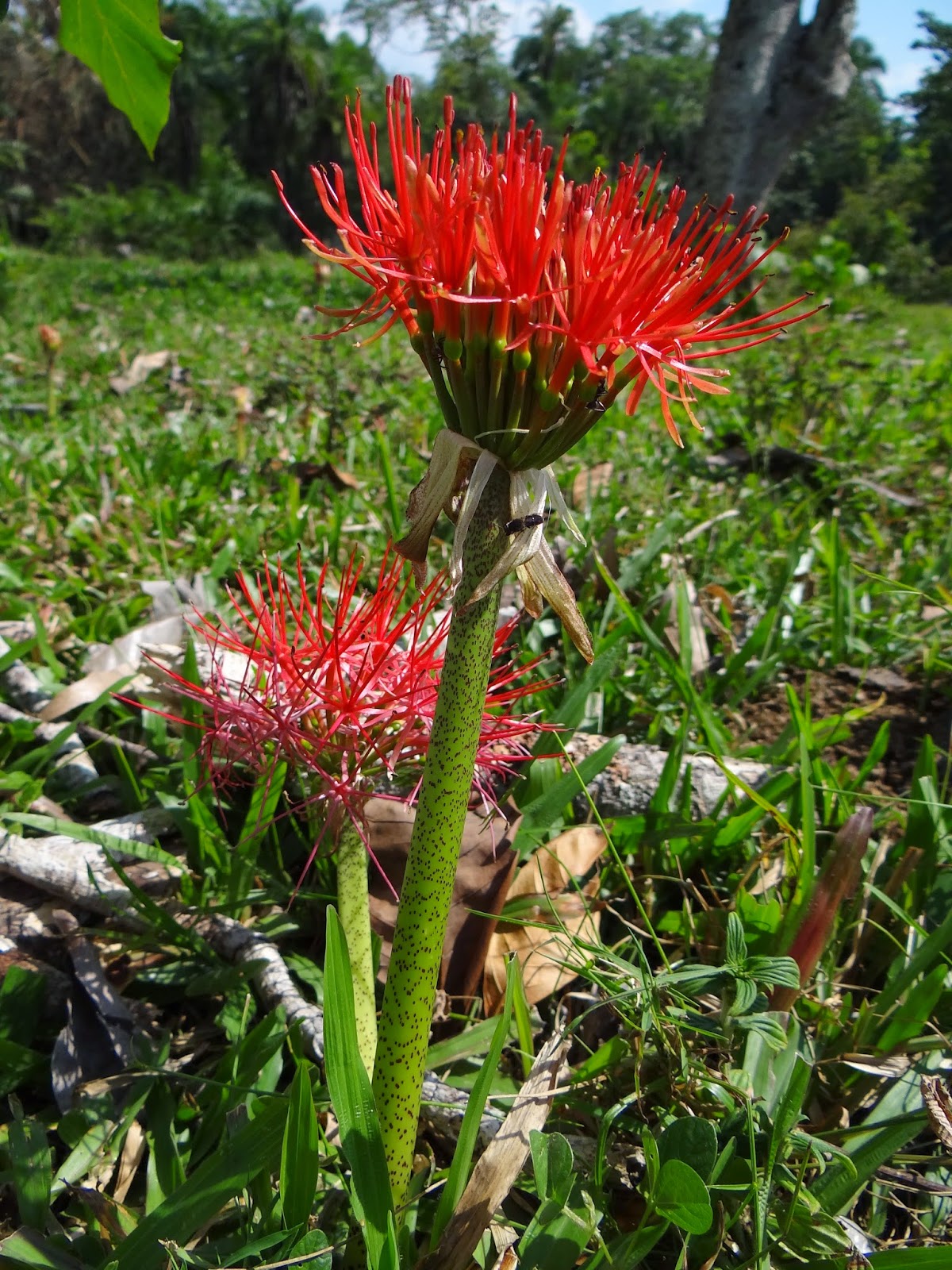 Caerulean Skies Flora of Uganda