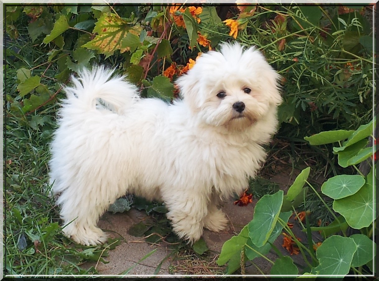 Biały Maltan: Jak rośnie maltańczyk – od szczeniaka do dorosłości