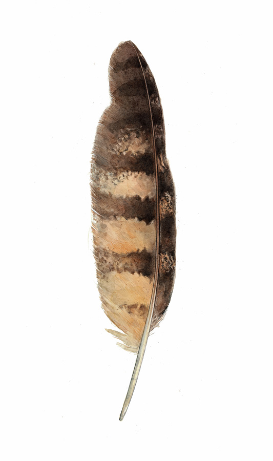 Owl Feather Drawing