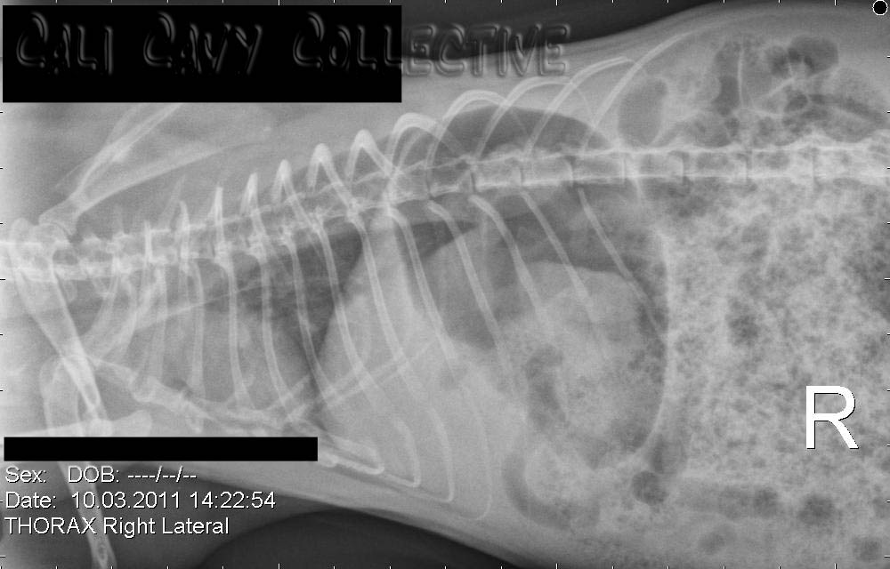 Cali Cavy Collective a blog about all things guinea pig Xrays of a