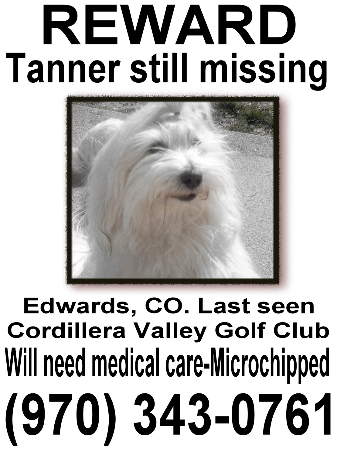 Help Tanner Come Home-Lost Dog