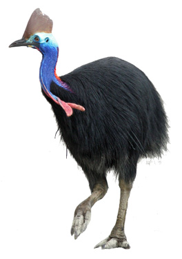 Cassowary Bird Facts And Photos | All Wildlife Photographs
