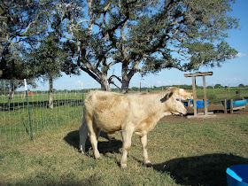 Bottle Feeding Baby Calves There Is A Limited Amount Of Feeder