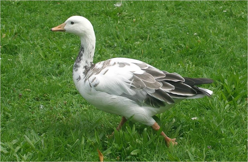 Bird Hybrids Barheaded Goose x Snow Goose