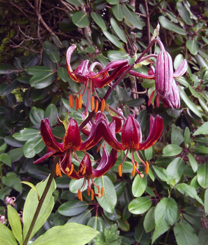 B&D Lilies Garden Blog Martagon Lilies in shade