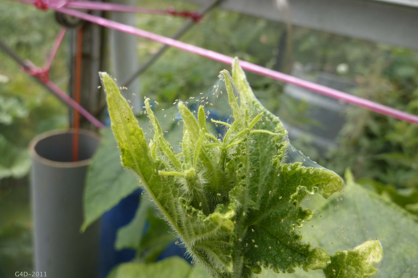 Gardening For Dinner Cucumber Attack of the aphids