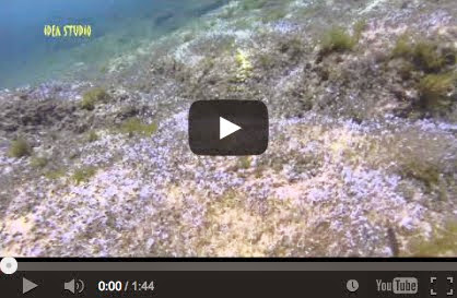 Απολαύστε μια βουτιά στην θάλασσα της Βραυρώνας -  Enjoy a dive in sea of ​​Brauron