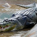 Buaya Terbesar Di Dunia Buaya Terbesar Di Dunia