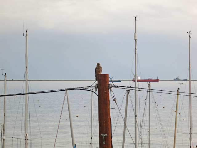 Kestrel on a pole by Portland Harbour in Dorset with sea and boats