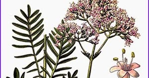 Реферат: Лікарські рослини Живокіст підбіл валеріана