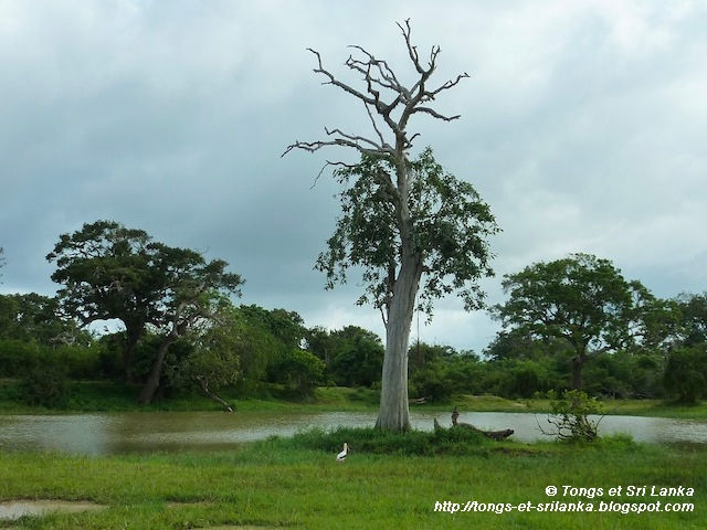 les oiseaux de Yala au Sri Lanka