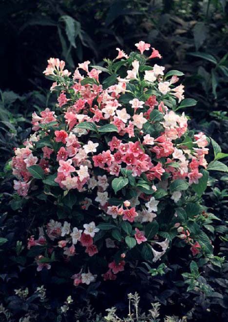 Weigela Care How To Grow Weigela Tree Homes