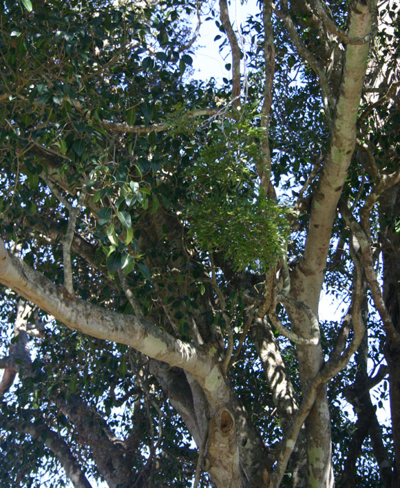 Toowoomba Plants Toowoomba’s Oldest Tree?