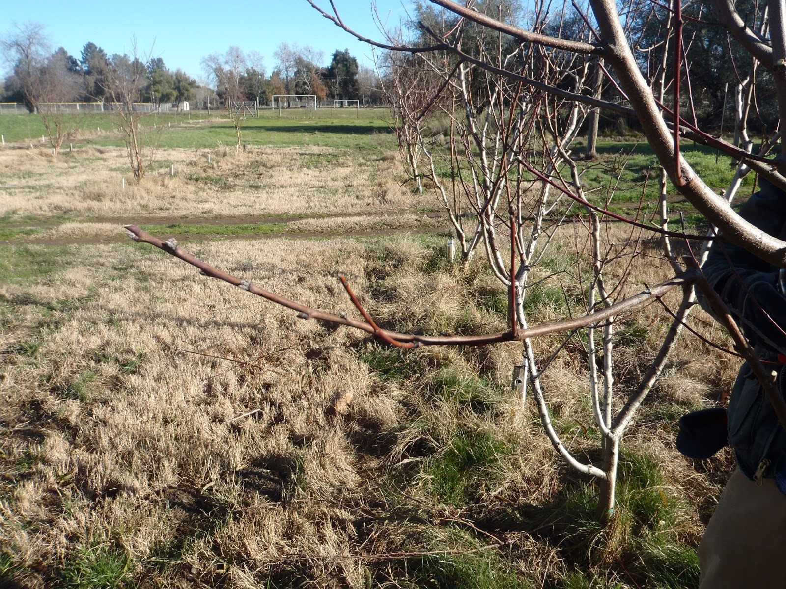 Have You Ever Picked A Carrot? Winter Pruning A Journey to California