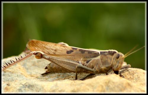 dead locust