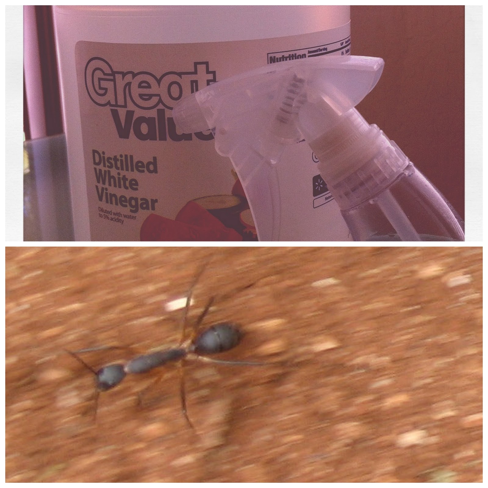 our carlson life diy thursday 100 natural ant spray