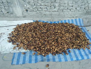 "Beetle Nuts(Supari)"  kept for drying outside a house in Omadhoo.