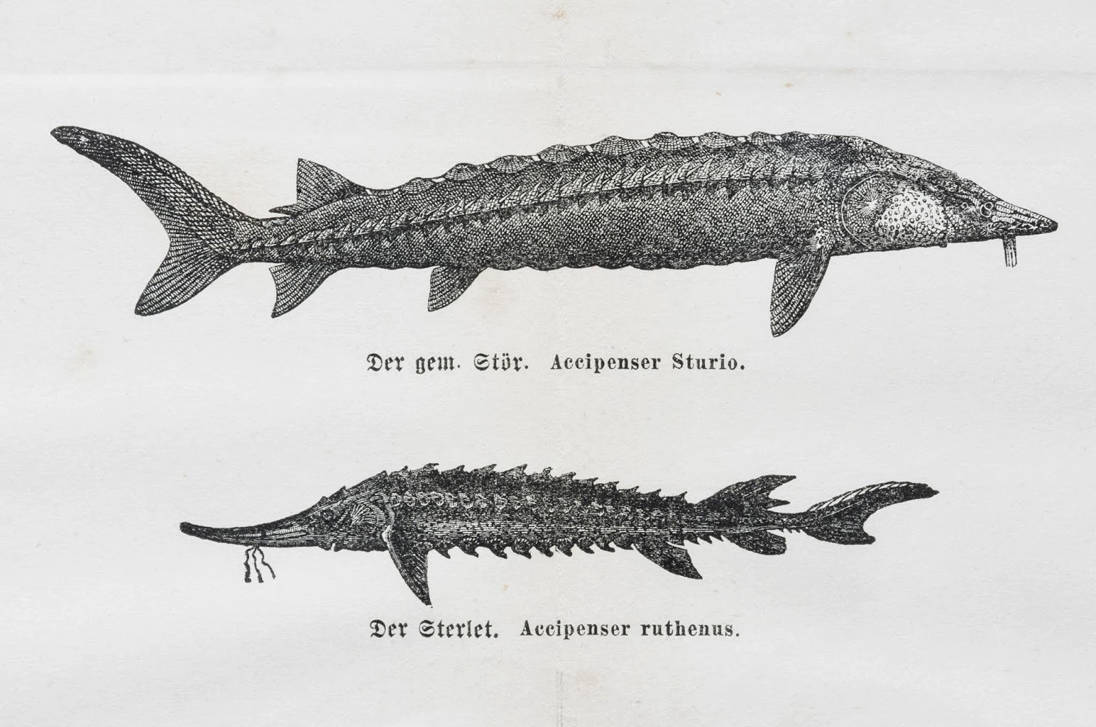 Dream Draw Create Something Fishy In First Grade Kunst