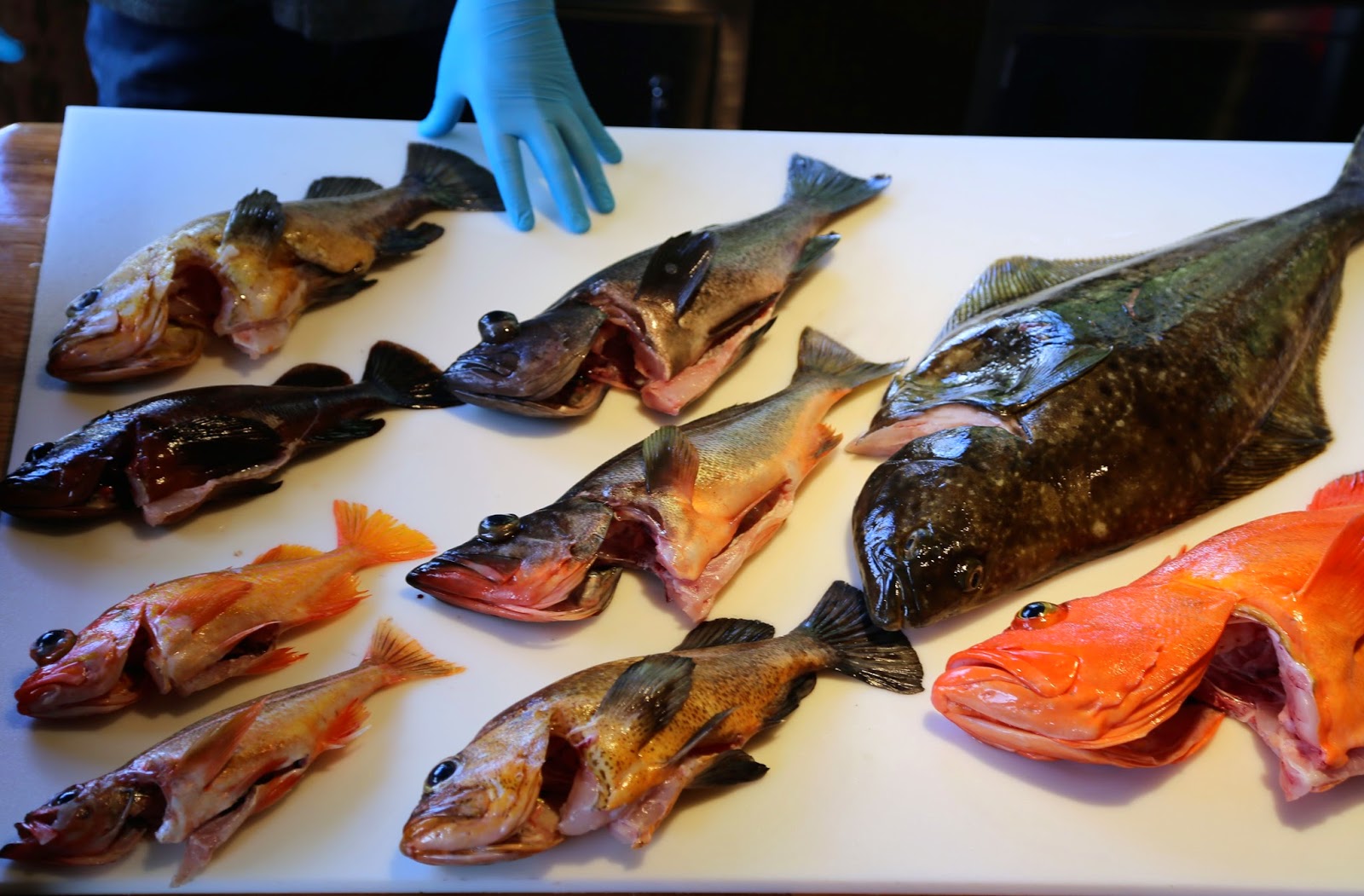 MsMarmiteLover Salmon fishing in Alaska