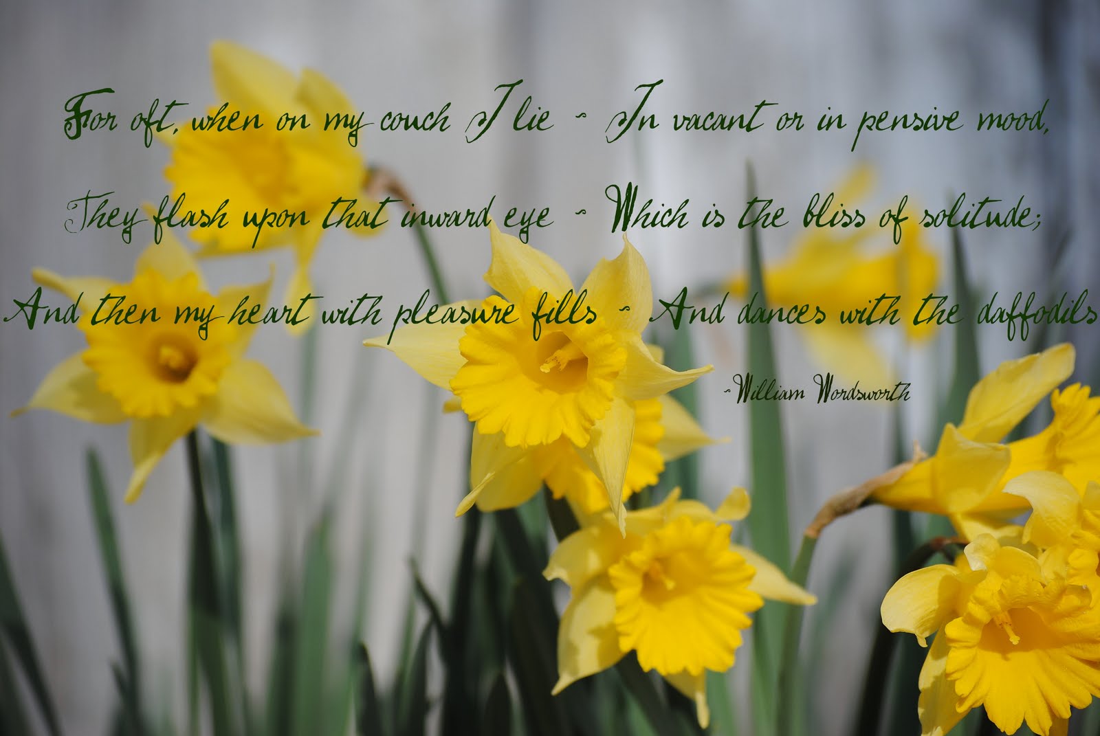 Daffodil Poems Quotes. QuotesGram