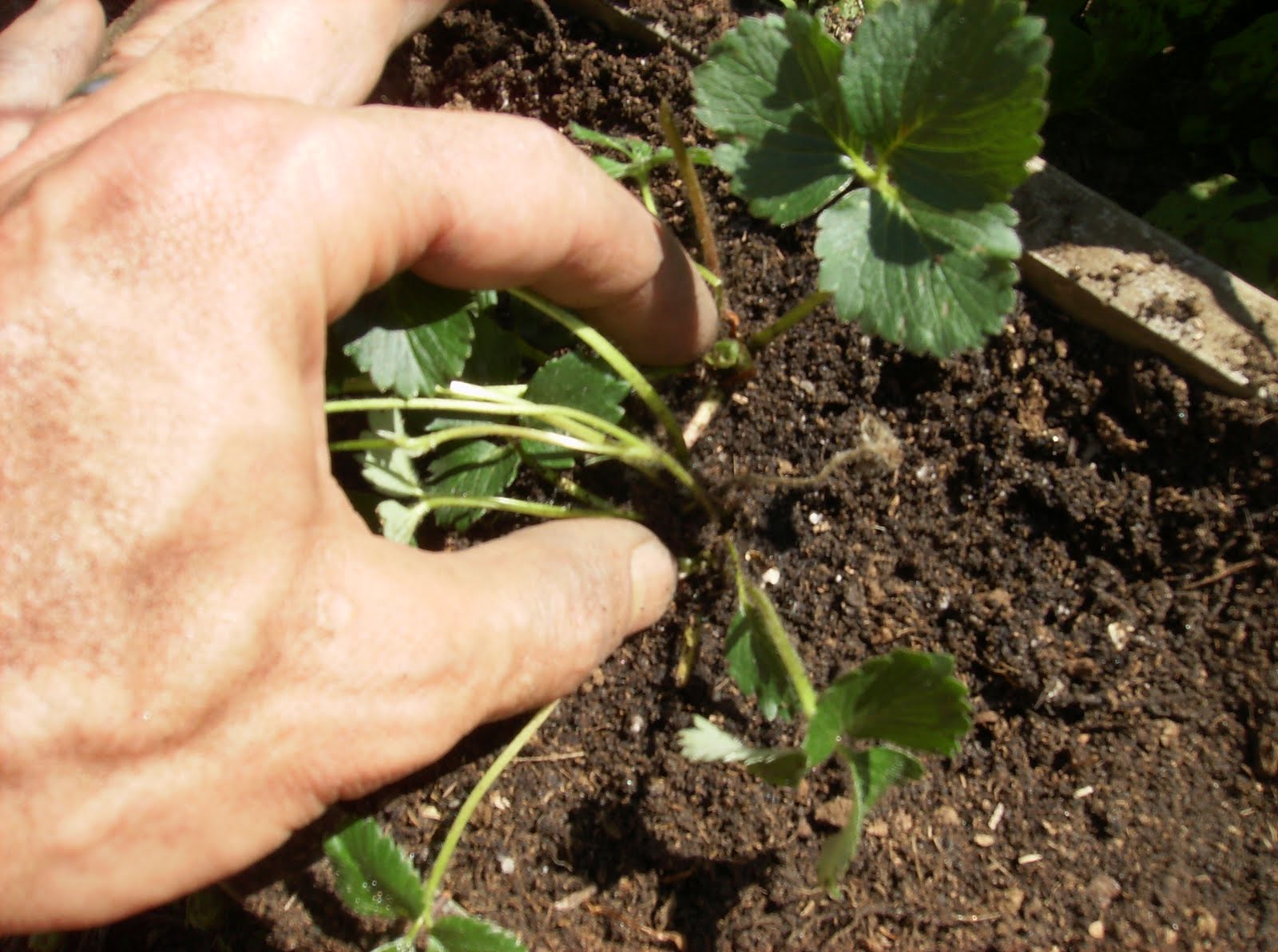 Planting Strawberries in a Strawberry Box (In Pictures) The Poetic