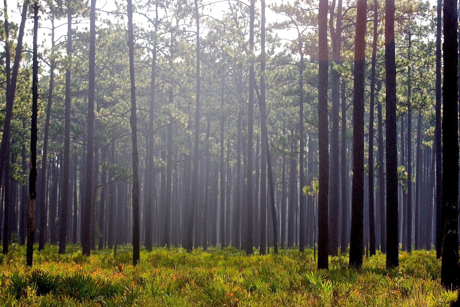 Take Another Road Osceola National Forest, Florida's Gateway Gem
