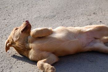 seizures in dogs seizures breeds picture seizures in dogs seizures breeds picture