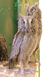 Eurasian scops owl - we missed this one
