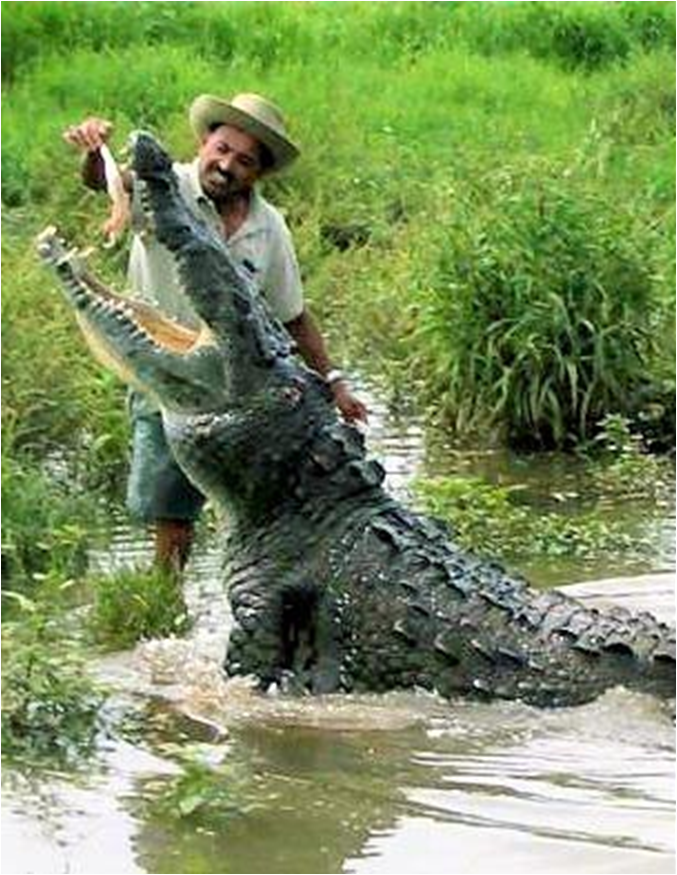 Miri4ever Net Persahabatan Chito Dan Sang Buaya Pocho