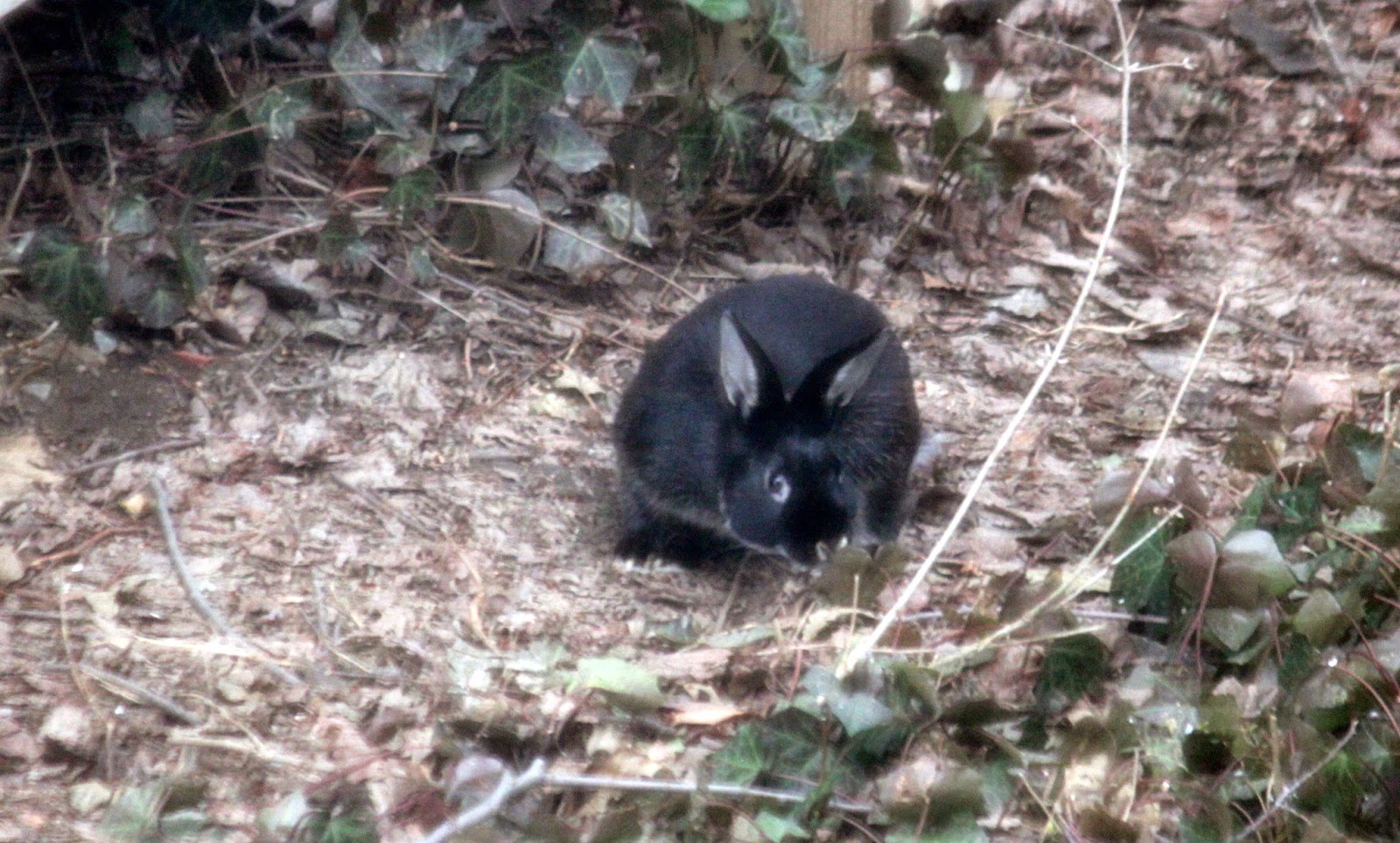 Ben's Journal The Origin of Arlington's (Future) Black Rabbit Population
