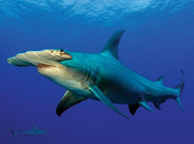 هل رأيت اسماك القرش عن قرب  Sharks+Close+Up+Pictures+%252810%2529