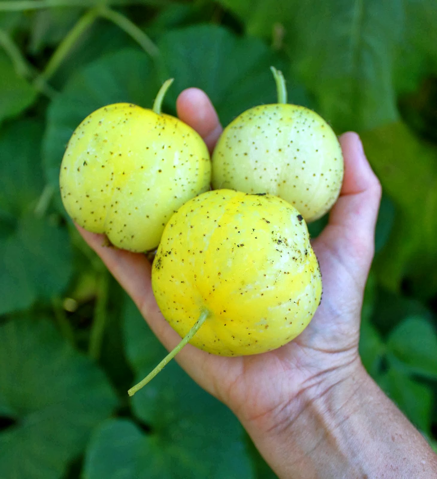 Niki Jabbour The Year Round Veggie Gardener An almost wordless
