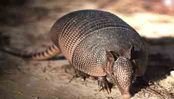giant armadillo giant armadillo