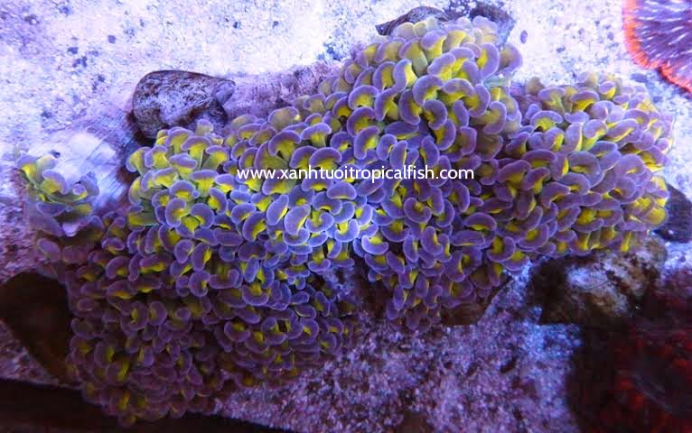 Purple torch coral