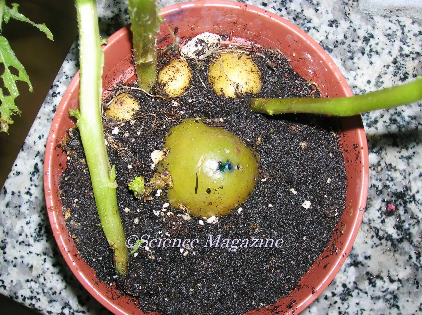 Science Magazine VEGETATIVE REPRODUCTION