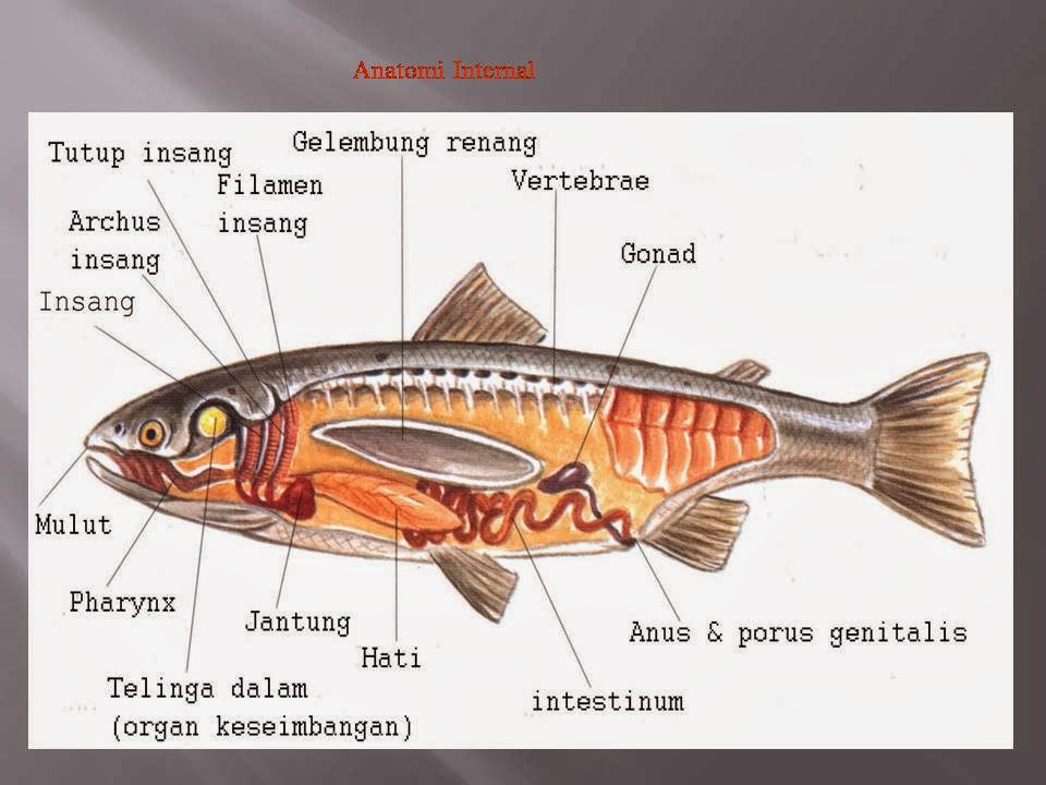 KOMUNITAS PENYULUH PERIKANAN: ANATOMI DAN FISIOLOGI IKAN