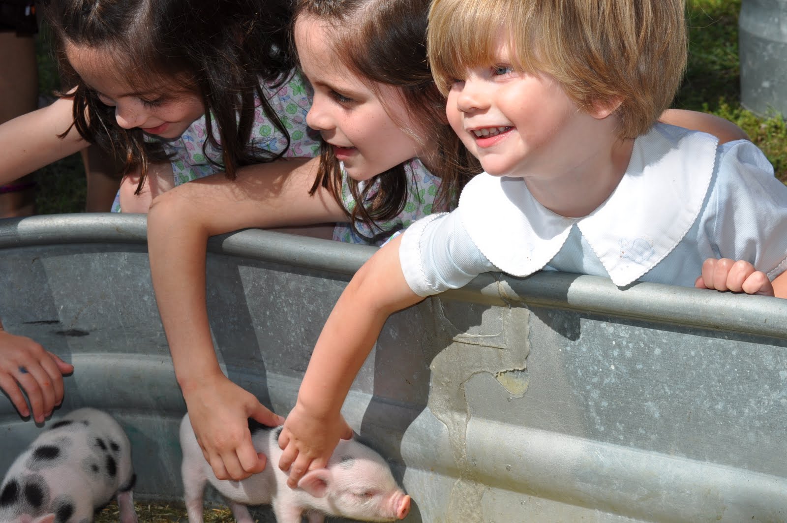 They had a petting zoo.