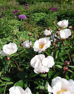 Stauden vermehren - Pfingstrose Paeonia