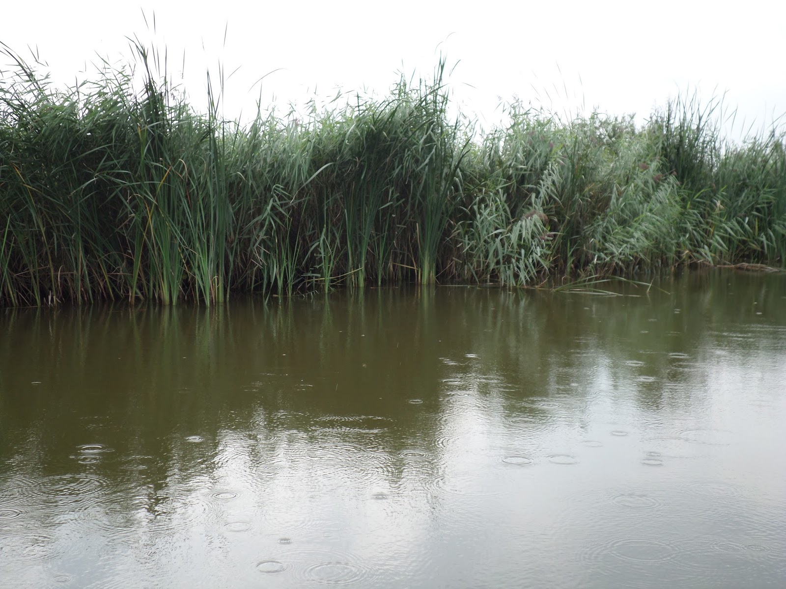 Rookzanger: augustus 2015