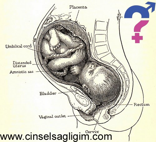 Cinsel Saglik Dol Yatagi Nedir