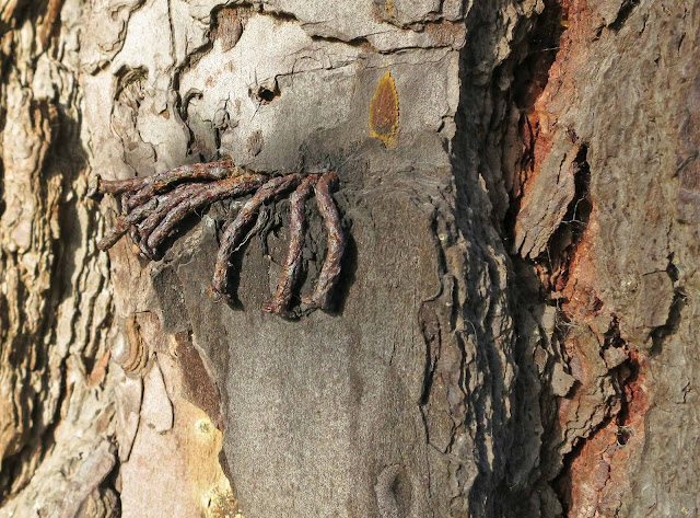 A cluster of nails in the trunk of a tree.