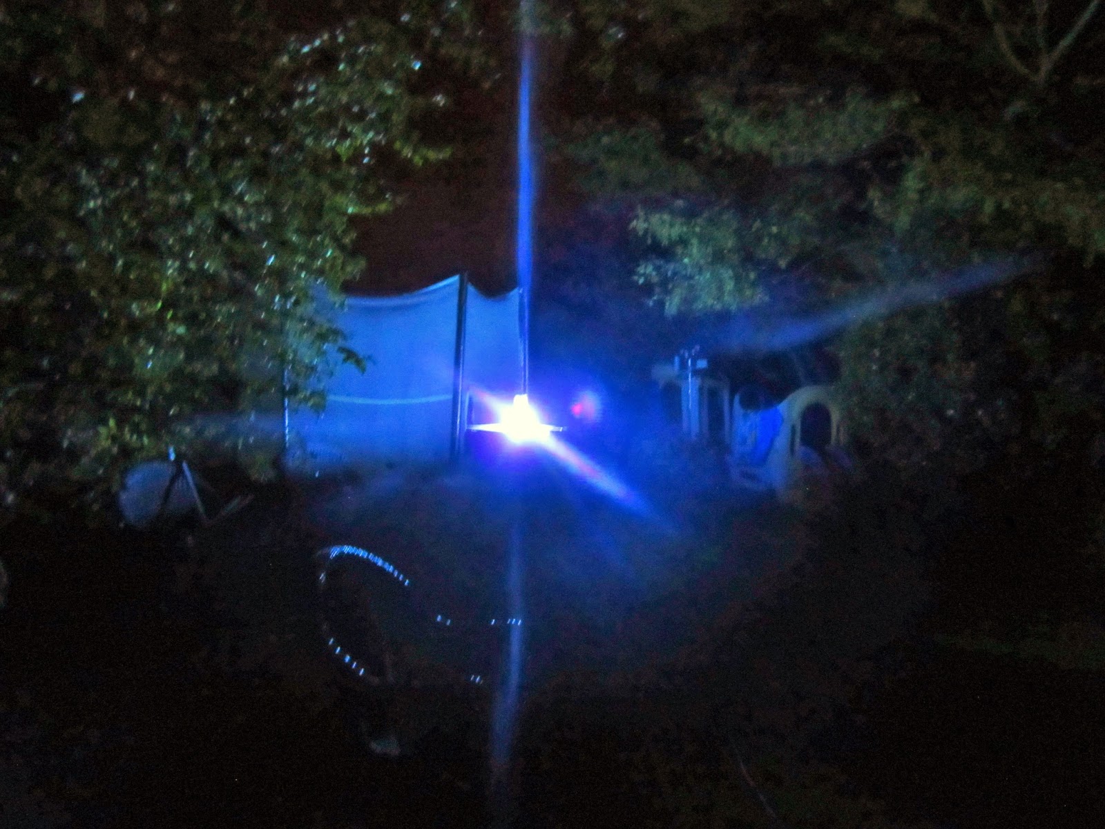 Why Do Moths Get Attracted To Light