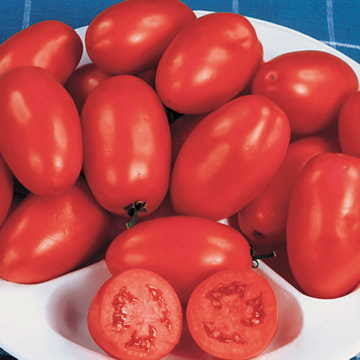 Tomato Roma Organic