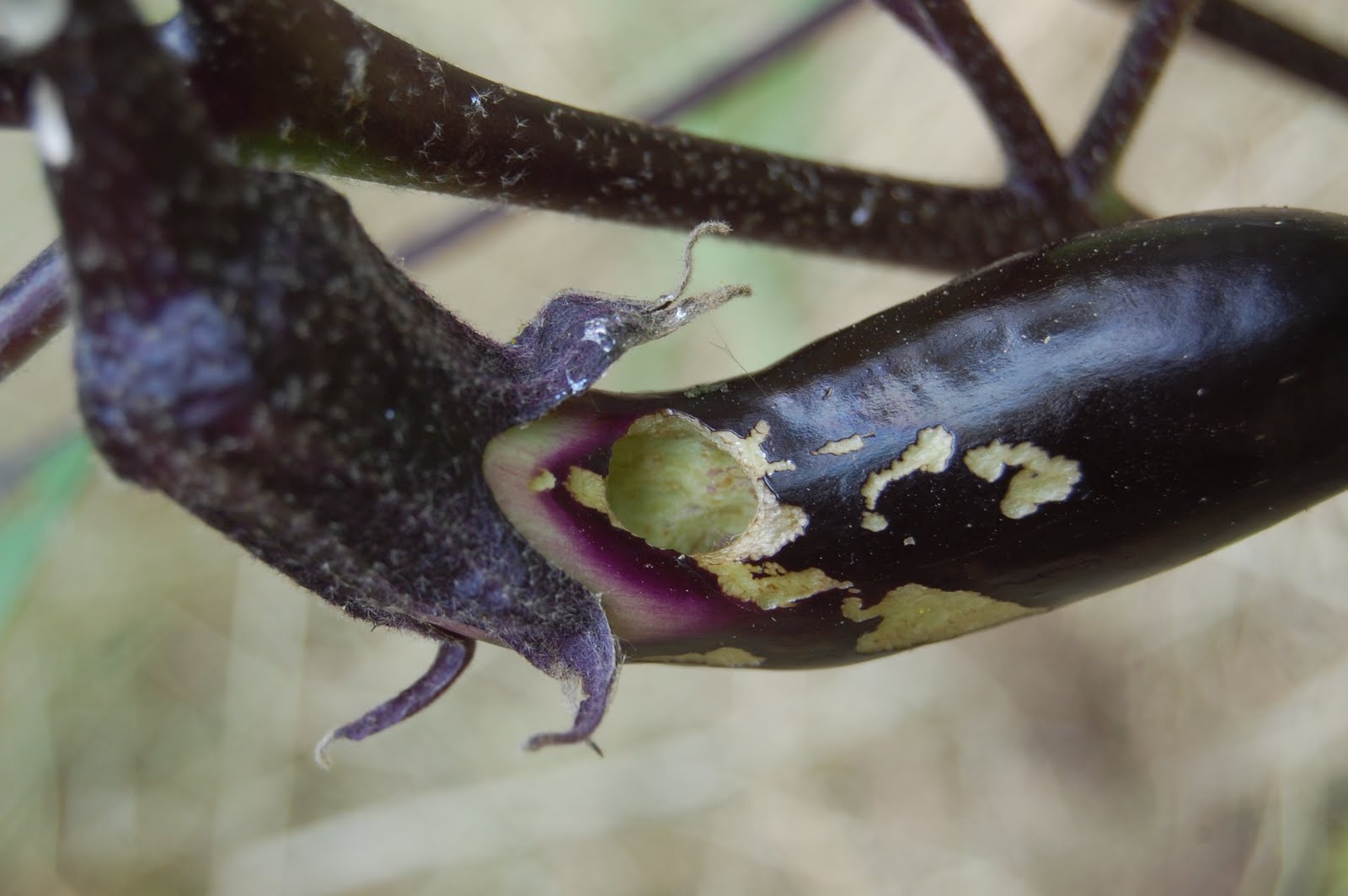 Sprouts Note to Michele What is Eating My Eggplant?
