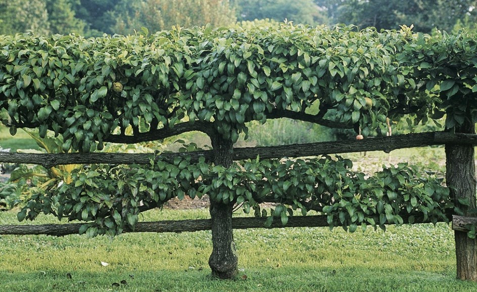 early american gardens early american gardens