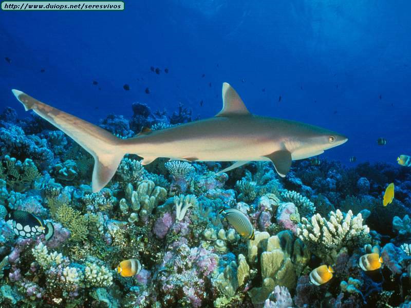 Silvertip Shark Great Barrier Reef Australia