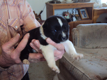 Karelian Bear Dog Puppy