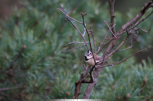 Kuifmees - Crested Tit - Lophophanes cristatus